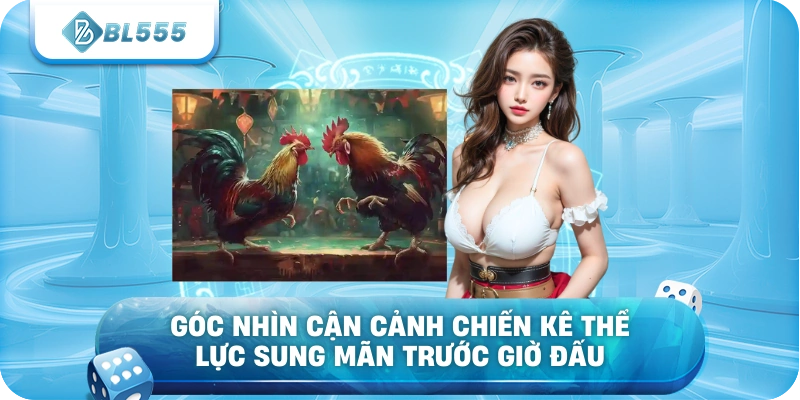 Góc nhìn cận cảnh chiến kê thể lực sung mãn trước giờ đấu